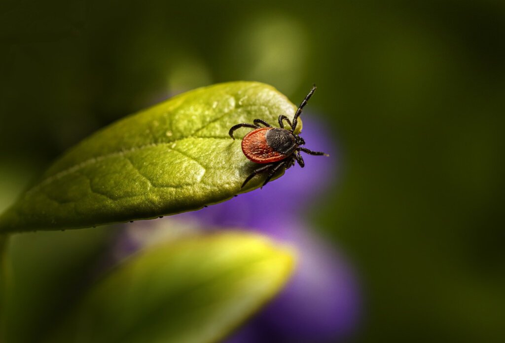 symptoms of Lyme disease?